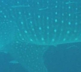 9c0af7e7-6efa-46db-88b3-091e2ed5bb47