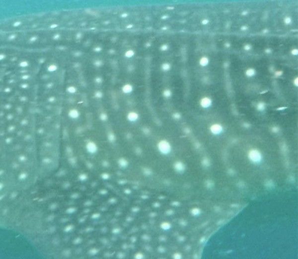 f18e06e8-9a3a-47f8-9a08-fd5006d754ac