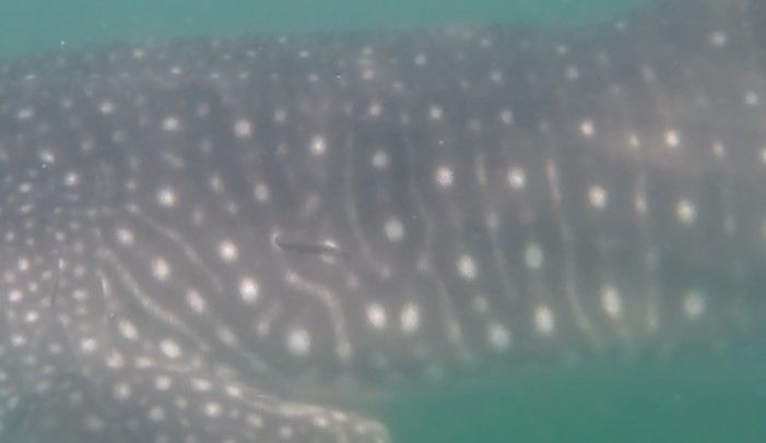 af94f6f8-bf77-4a37-8247-b00bafac4073