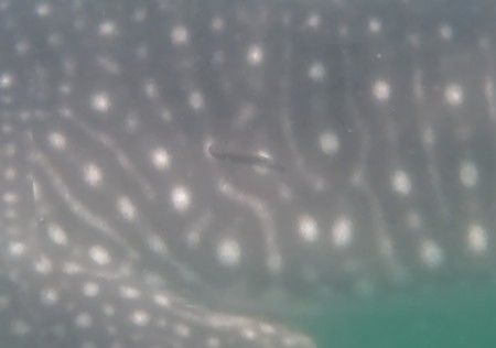 af94f6f8-bf77-4a37-8247-b00bafac4073