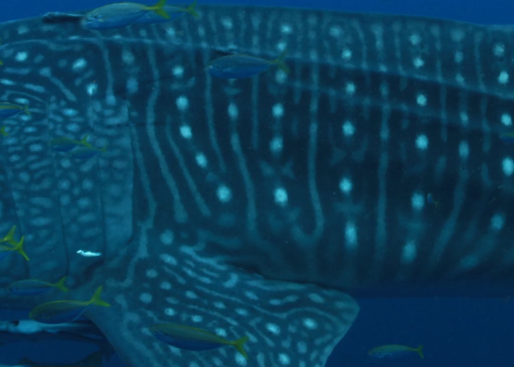 2e91de7b-df63-4f7d-93be-8aa2c3b88f96