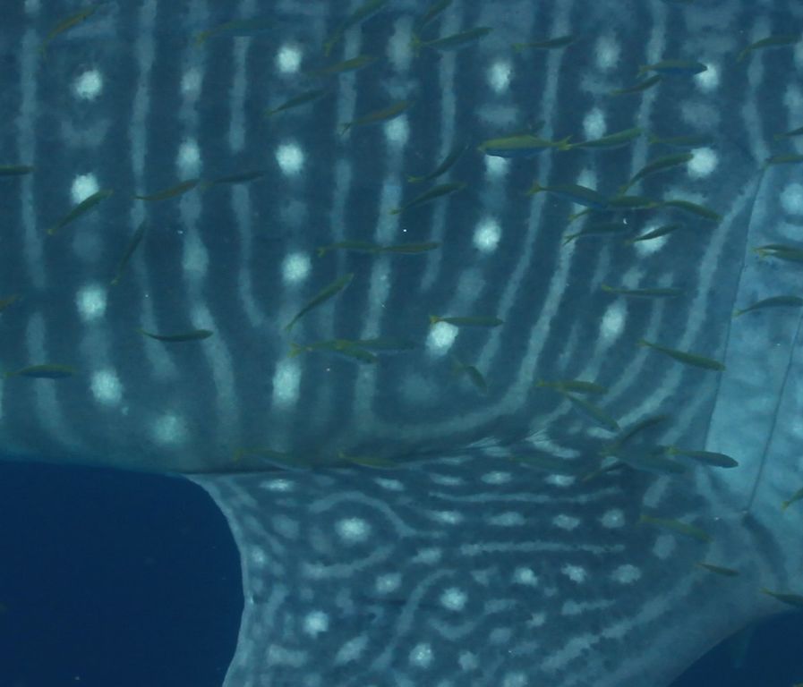 2e91de7b-df63-4f7d-93be-8aa2c3b88f96