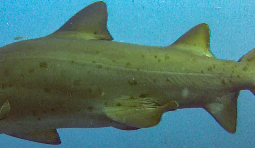 def23fa3-3a1a-43fe-a4c9-691345bb44e5