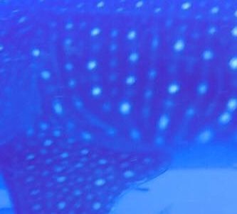 99c29179-a2e5-49f5-b51e-1e4893f09ccd