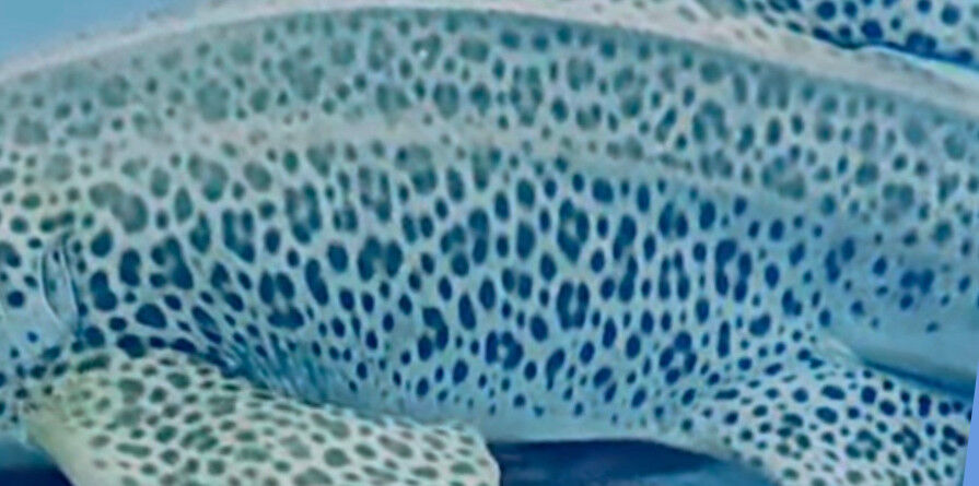 5f671b13-a70b-4db4-8c5b-28067aa541a8