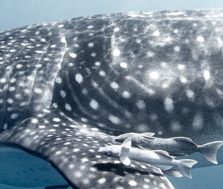 e13e3f89-1c0f-4586-99f7-aaf190359b66