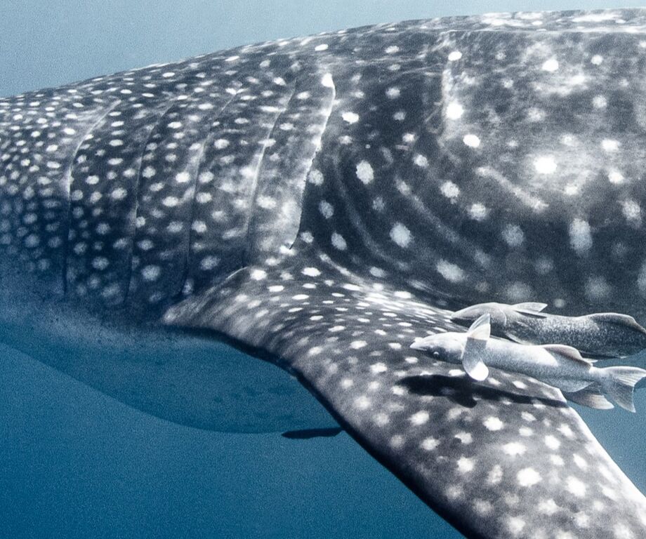 e13e3f89-1c0f-4586-99f7-aaf190359b66