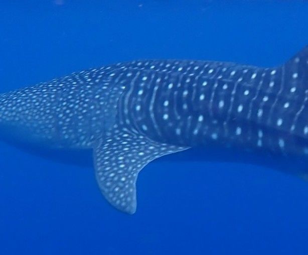 a906791a-e273-43f2-9c48-3379cd9805b2