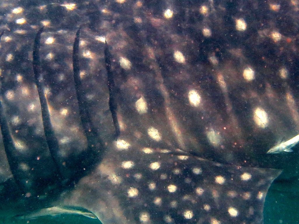 f2a274c1-fff0-4e47-a689-e27695e63247