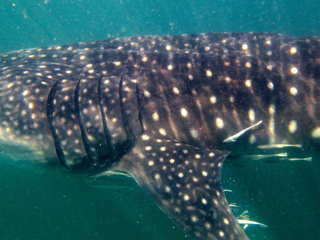 f2a274c1-fff0-4e47-a689-e27695e63247