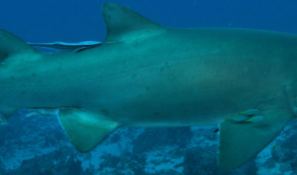 4f17e218-c31f-4191-873f-d38159970958