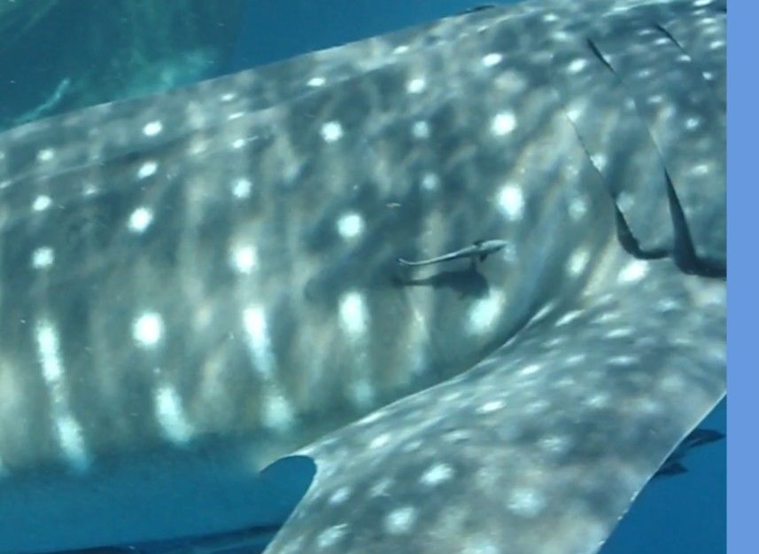 ba7aeb52-461a-431a-8c12-6894e379a1c6