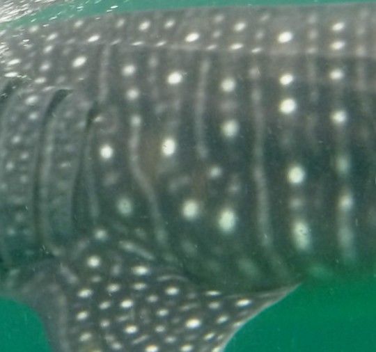 dafe51fe-7eb0-42bd-b245-7baed42988ae