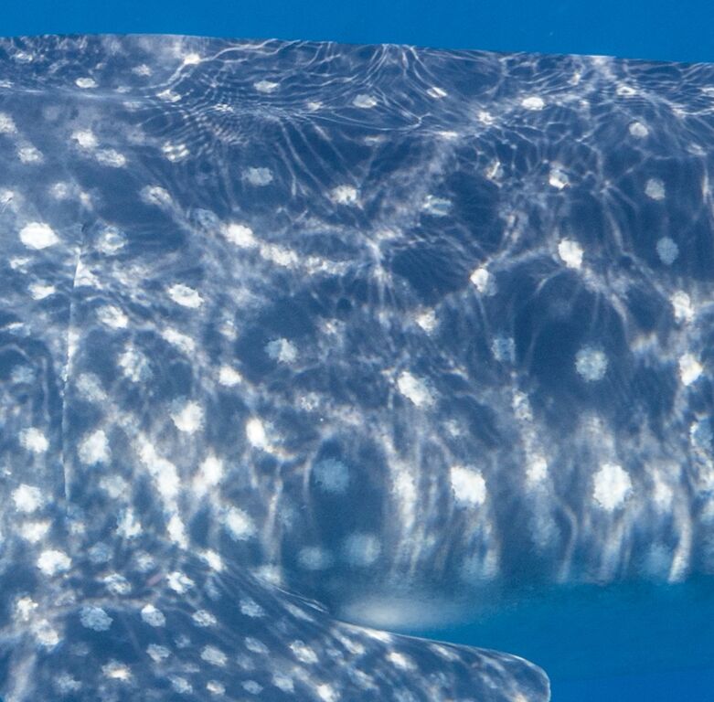 44aafe73-8894-4e00-b328-c39902eea5bc