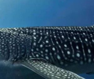 68360399-6680-4358-8575-6b7791047760