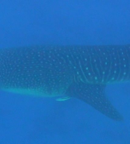 17cf4cda-3c6a-418e-96bc-5d67d3f3bcd2