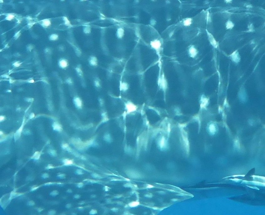 c42ff0e1-ed8e-4454-92a9-56ac0a4055e0