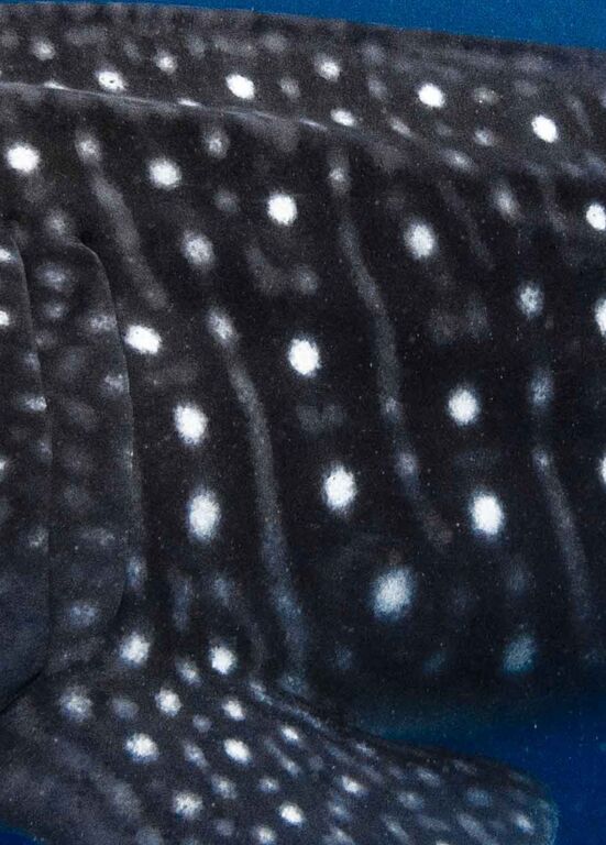 4aa5983b-af69-446f-9102-4962749e6cae