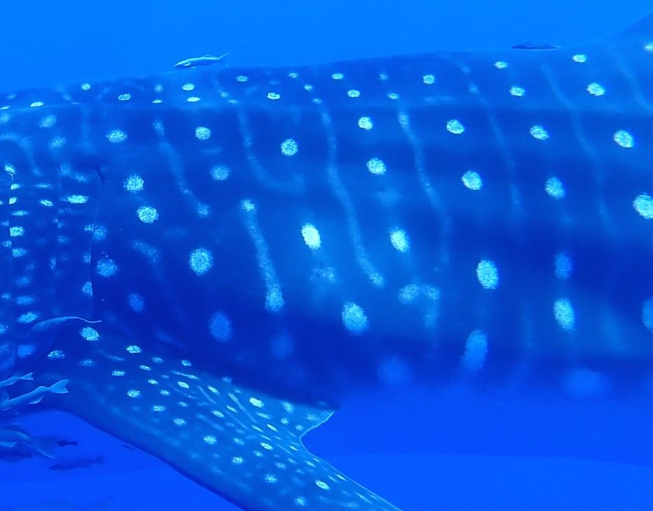 ace766fe-f2de-4679-8e91-76b748958a9f