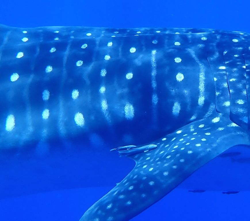 ace766fe-f2de-4679-8e91-76b748958a9f