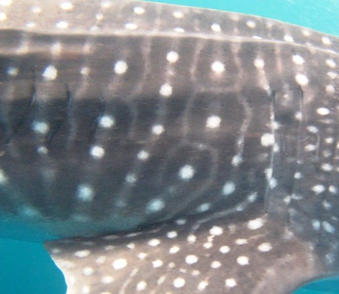 2ec6c366-4c38-4427-af61-491b2c3fadd9