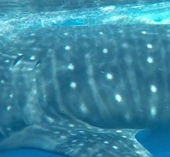 e345c585-94c7-425d-8509-cf14c2e16722