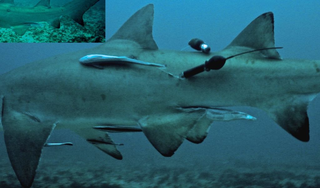 45cc2163-6102-480d-aee2-eb5da84975b0