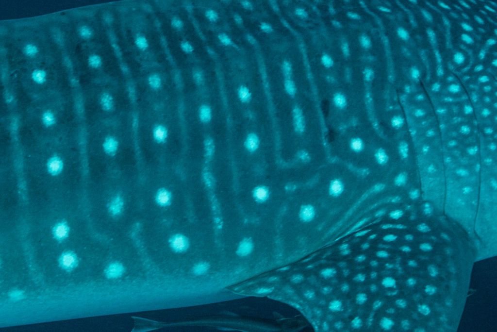 882ae398-6ea5-4705-b4f7-d7a0415df740