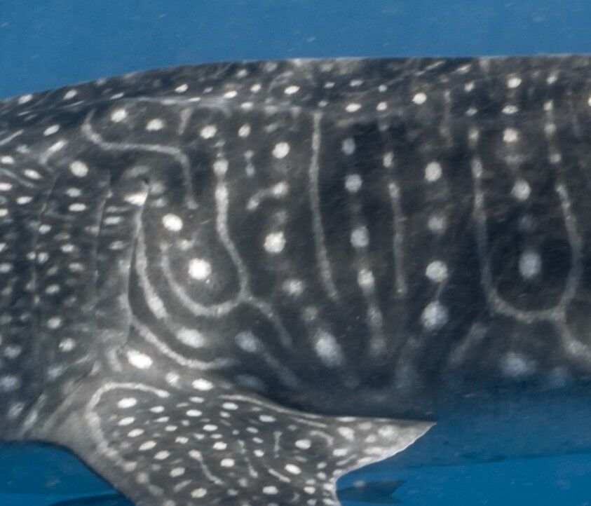 ae43bc7d-4696-46ef-835e-ea5b69c695a6