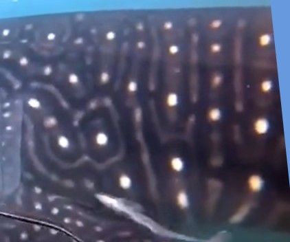 803768a3-2b52-4561-8bcf-6fcc43af6770