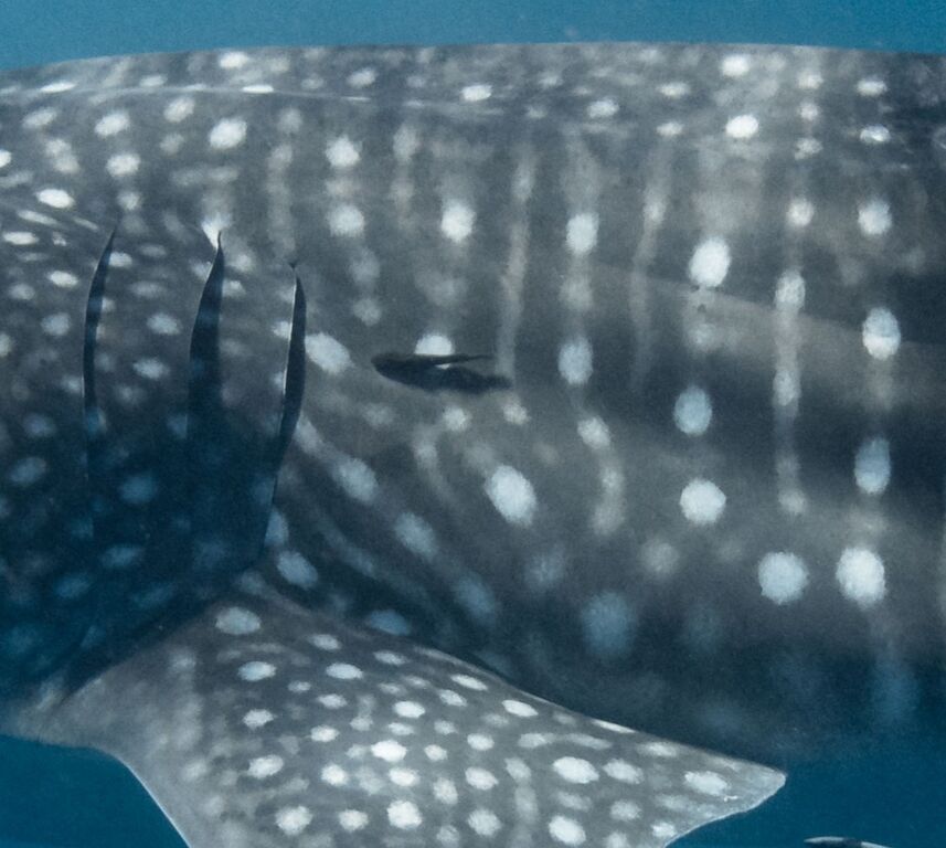 c12a68ae-8a6d-45ae-ba92-7837baefcbc6