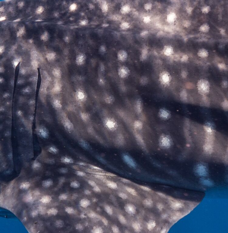 e0a30718-746e-46d4-9ed8-4a85286b29ba