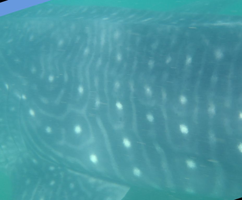 d1799575-3c02-482b-951b-1835fcf63d36