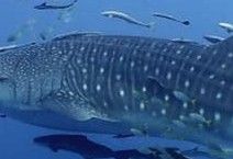 26aa73e7-afa3-4ec8-ad01-c0a25e6cf1c1