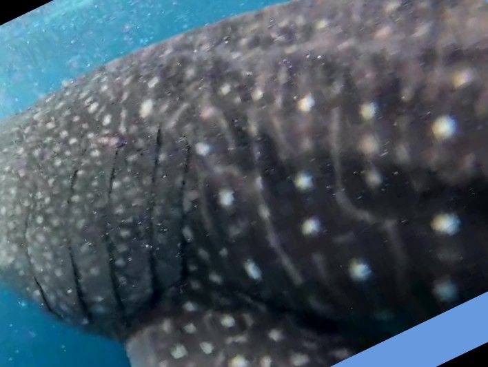 6ee268aa-d537-43ec-ba4f-45ad6c358328