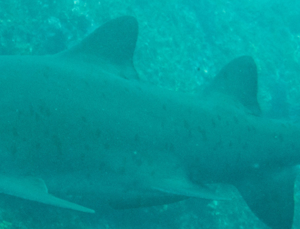 219bc46a-be33-4fc4-8378-c986d3b74fec