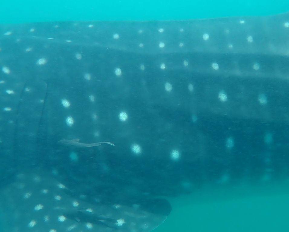 594bc352-78da-4bba-8c11-5f93c33c92d5