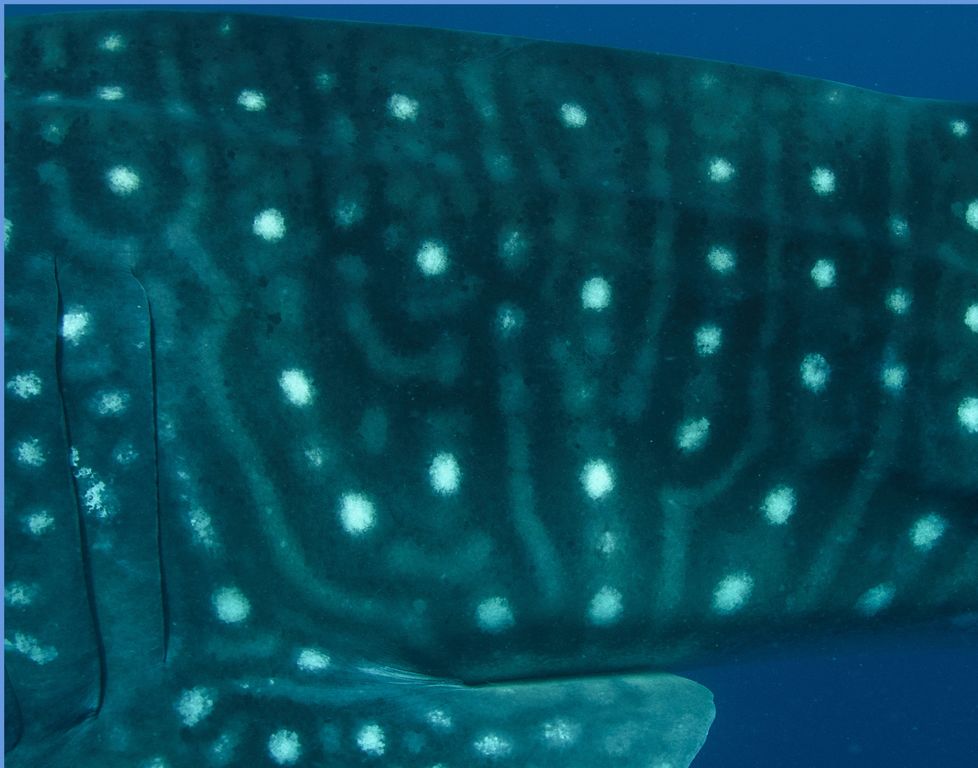 0fc91017-61fb-49aa-900f-1b28c39aa8fb