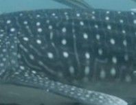 4a79d9cb-0ab7-4849-9e45-d98f8901aa32