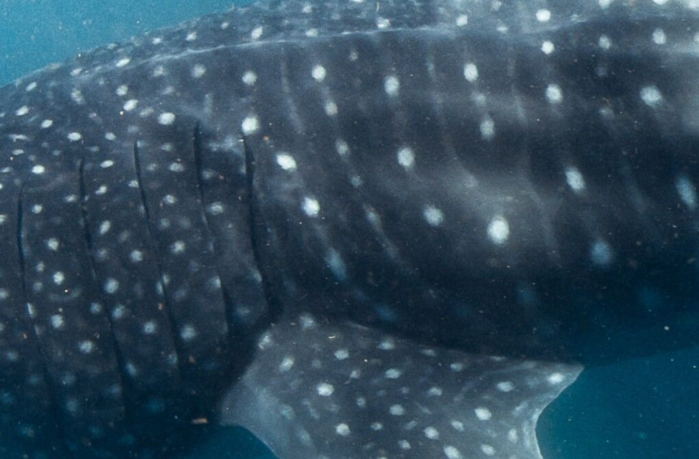 d85439ed-9237-450f-83a1-0a1388066939