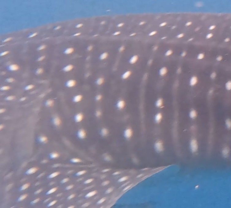 94e14605-cab9-4bce-8a1e-482d676d6e43