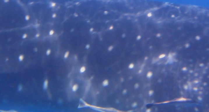 2508c600-c47a-43a5-9c84-cbb625f9d319