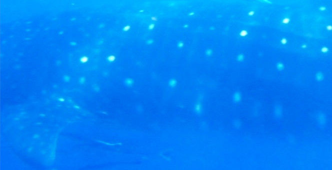 2508c600-c47a-43a5-9c84-cbb625f9d319