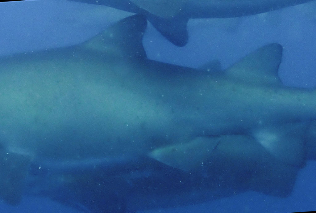 d9980a6a-0c20-4f20-a32c-4d2c7ef155ad