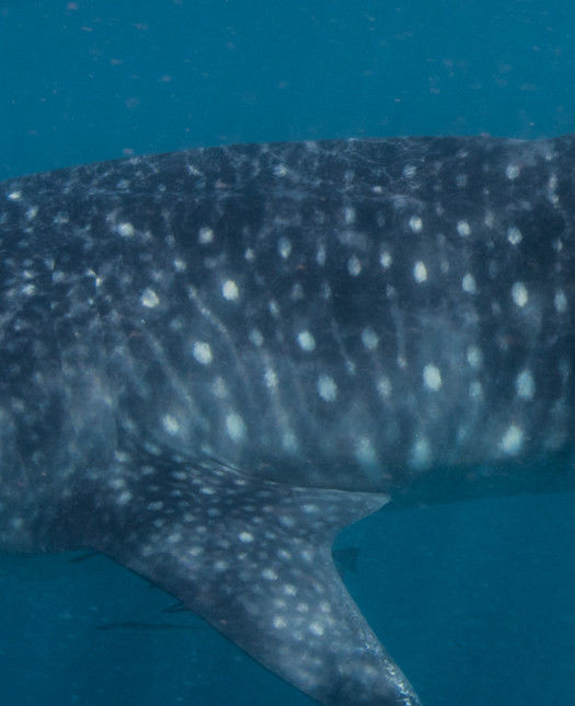 295a5ae7-83cd-4501-a92f-94f4a780db0e