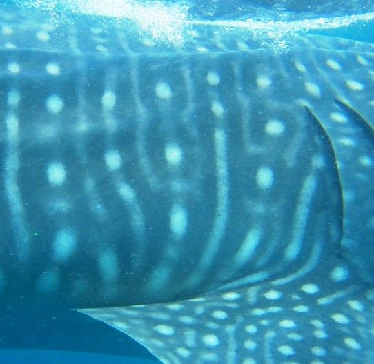 bfc8ec09-27ad-416b-bfa8-92ad711ee172