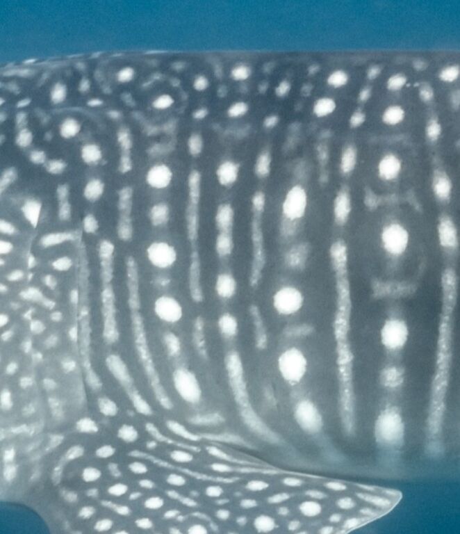 a24cf43e-2f27-43cc-a176-0101a4f54a0c