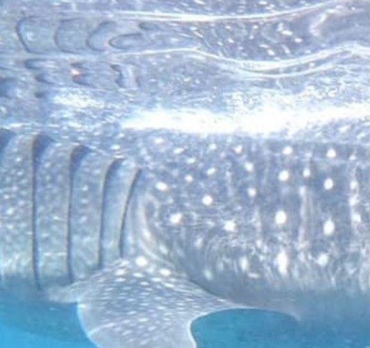 44d4ab4d-0817-42e9-903f-919aa3f3057a