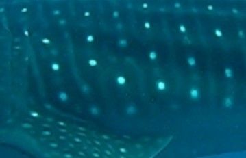 96f0d91e-4140-4663-af94-1c18ce3af3c3