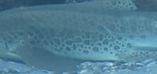 cc7fa32a-73e9-4979-bfff-0c3510016f58